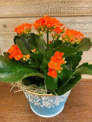 KALANCHOE PLANT from Sidney Flower Shop in Sidney, OH