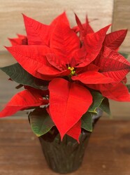 POINSETTIA 6.5  from Sidney Flower Shop in Sidney, OH