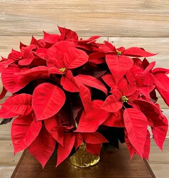 POINSETTIA 7.5 from Sidney Flower Shop in Sidney, OH
