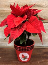 POINSETTIA CARDINAL from Sidney Flower Shop in Sidney, OH
