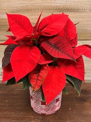 POINSETTIA SWIRL from Sidney Flower Shop in Sidney, OH