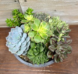 SUCCULENT GARDEN from Sidney Flower Shop in Sidney, OH