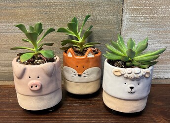 SUCCULENT FRIENDS (SMALL) from Sidney Flower Shop in Sidney, OH