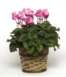 Potted Cyclamen from Sidney Flower Shop in Sidney, OH