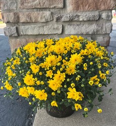 8IN FALL MUM from Sidney Flower Shop in Sidney, OH