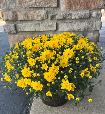 8IN FALL MUM
